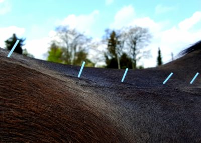 Pferdeakupunktur, Akupunktur und Mykotherapie für Pferde, Tierheilpraktiker, Birgit Mayer